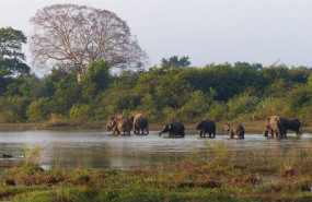 ep safari