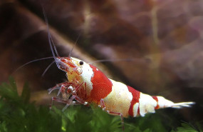 gambas de acuario gambas de acuario