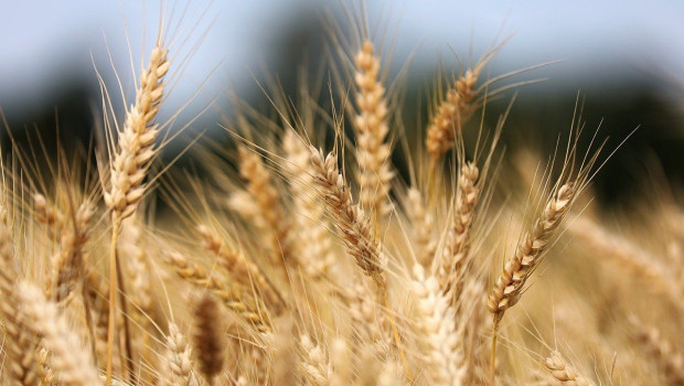 wheat 8087042 1280