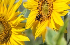 ep abejas meliferasgirasol compromiso harmony