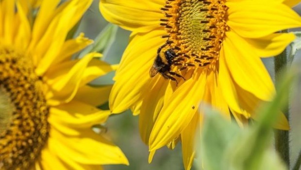 ep abejas meliferasgirasol compromiso harmony