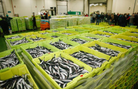 ep archivo   cajas de anchoas