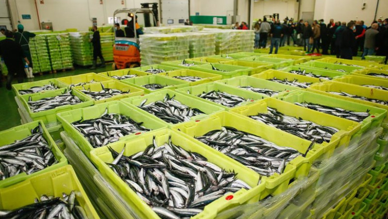 ep archivo cajas de anchoas ep archivo cajas de anchoas