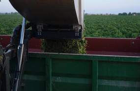 ep archivo la vendimiadora descarga las uvas en un remolque durante la vendimia de la uva ep archivo la vendimiadora descarga las uvas en un remolque durante la vendimia de la uva