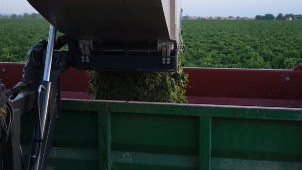 ep archivo   la vendimiadora descarga las uvas en un remolque durante la vendimia de la uva