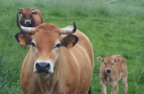 ep archivo   vacas 20230608100302