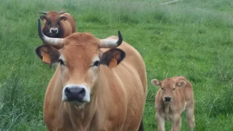 ep archivo vacas 20230608100302 ep archivo vacas 20230608100302