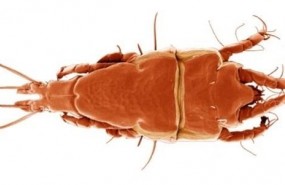 ep ejemplar de acarola especie trouessartia bifurcata