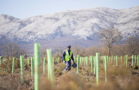 ep proyecto de reforestacion de la fundacion repsol