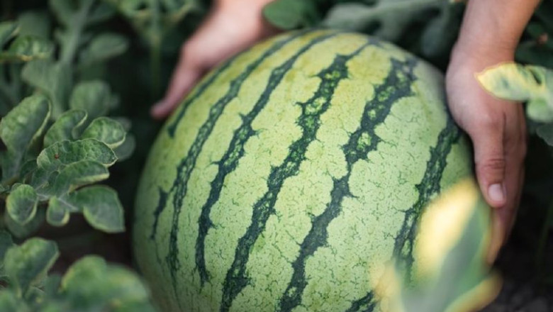 ep sandia
