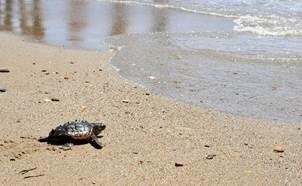 ep tortuga bobauna playapulpi almeria