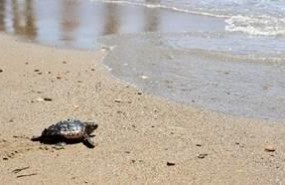 ep tortuga bobauna playapulpi almeria