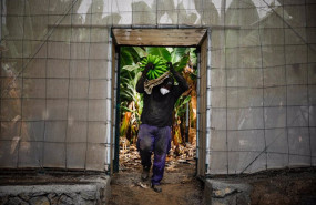 ep un agricultor lleno de ceniza recoge una pina de platanos antes de que la lava del volcan de