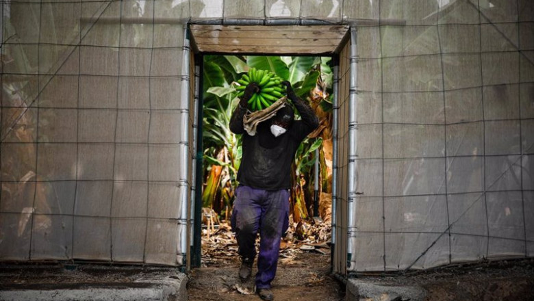 Un agricultor lleno de ceniza recoge una piña de plátanos, antes de que la lava del volcán de Cumbre Vieja llegue a las plantaciones | Kike Rincón - Europa Press ep un agricultor lleno de ceniza recoge una pina de platanos antes de que la lava del volcan de