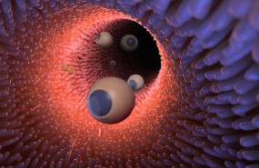 ep una ilustracionestos microrobotsdel intestino
