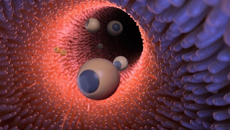 Una ilustración de estos microrobots dentro del intestino | CALTECH ep una ilustracionestos microrobotsdel intestino