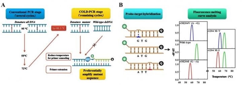 ep analisis de curva de fusion de fluorescencia
