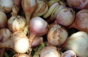 ep archivo cebollas ep archivo cebollas