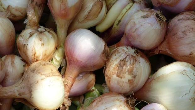 ep archivo   cebollas