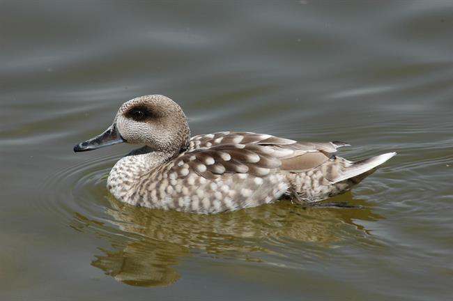 Cerceta pardilla | SEO/BIRDLIFE ep cerceta pardilla 20180112144410