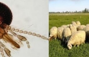 ep detallela cabezamosquito culicoides imicola y rebanoovejas