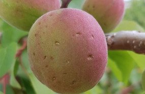 ep frutas afectadaspedrisco