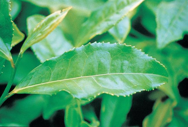 Planta Medicinal Conocida Como Camilina Que Se Utiliza Para Controlar El Peso | EUROPA PRESS/INFITO - Archivo ep planta medicinal conocidacamilinase utilizacontrolarpeso