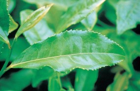 ep planta medicinal conocidacamilinase utilizacontrolarpeso