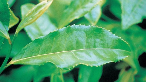 ep planta medicinal conocidacamilinase utilizacontrolarpeso