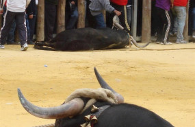 ep se suspende las fiestas de san marcos 2020 y sus tradicionales toros ensogaos en beas de segura
