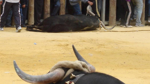 ep se suspende las fiestas de san marcos 2020 y sus tradicionales toros ensogaos en beas de segura