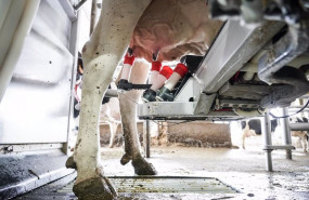 ep una maquina de ordeno ordena a una vaca en la granja lacturale a 3 de abril de 2022 en etxebarri