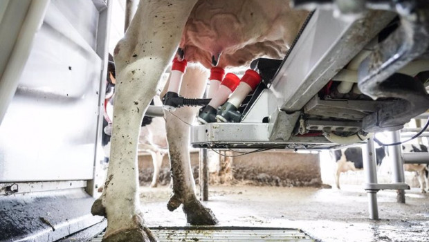 ep una maquina de ordeno ordena a una vaca en la granja lacturale a 3 de abril de 2022 en etxebarri