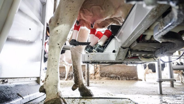 Una máquina de ordeño ordeña a una vaca en la granja Lacturale, a 3 de abril de 2022, en Etxebarri, Navarra, (España). El grupo Sociedad Agraria de Transformación (S.A.T.) Lacturale es un proyecto de ganaderos de Navarra que tiene como objetivo comerciali | Iñaki Berasaluce - Europa Press ep una maquina de ordeno ordena a una vaca en la granja lacturale a 3 de abril de 2022 en etxebarri