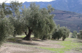 ep upa advierte de que la proxima cosecha de aceite de oliva podria igualar a la anterior en el