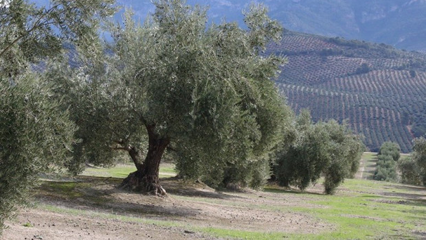 ep upa advierte de que la proxima cosecha de aceite de oliva podria igualar a la anterior en el