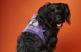 1568888283 seguros para mascotas