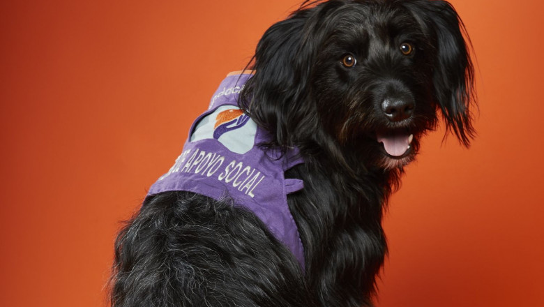 1568888283 seguros para mascotas