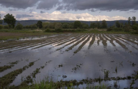 ep archivo   parcela inundada antigua laguna de antela en pineira seca a 16 de mayo de 2025 en xinzo