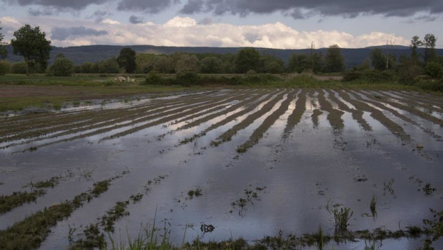 ep archivo   parcela inundada antigua laguna de antela en pineira seca a 16 de mayo de 2025 en xinzo
