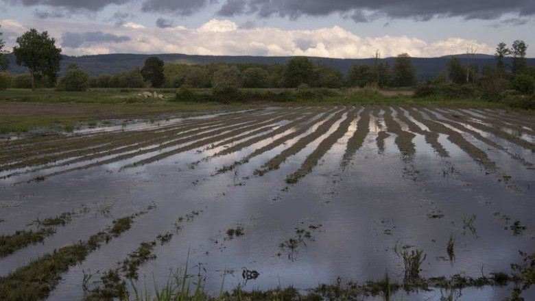 ep archivo   parcela inundada antigua laguna de antela en pineira seca a 16 de mayo de 2025 en xinzo