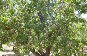 ep archivo   un almendro en el almanzora