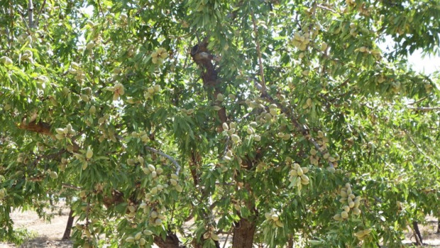 ep archivo un almendro en el almanzora ep archivo un almendro en el almanzora