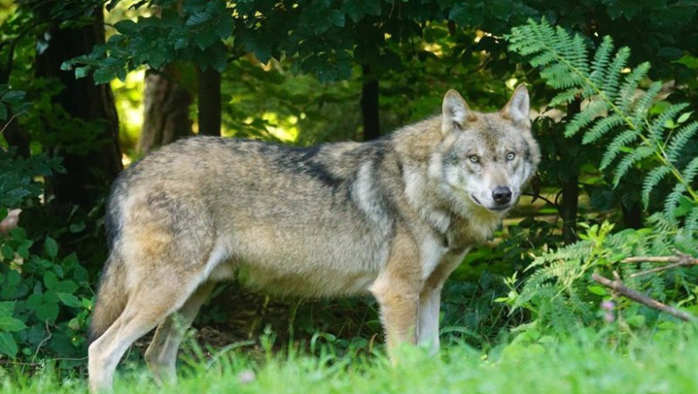 ep archivo un lobo ep archivo un lobo