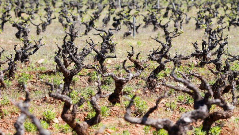 Archivo - Viñedo de cepas vieja | Carlos Castro - Europa Press - Archivo ep archivo vinedo de cepas vieja