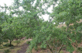 ep campo de almendras