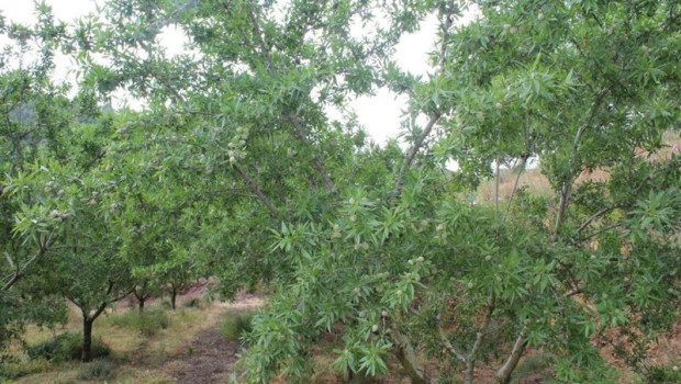 ep campo de almendras