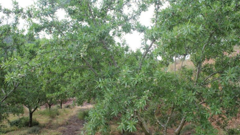 ep campo de almendras