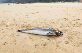 ep cria de delfin aparece muerta en la playa de helguera en noja cantabria y con varias heridas en