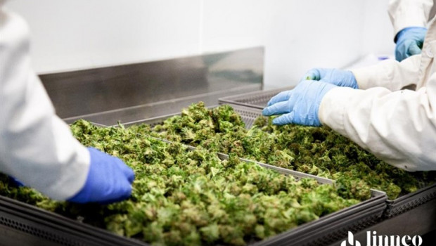 ep fabricacion de cannabis medicinal